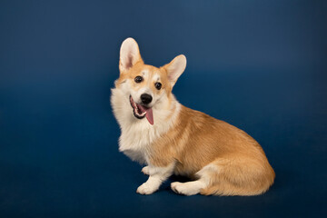Welsh Corgi pet playfully in a photo studio on a blue background