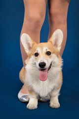 Welsh Corgi against the background of human feet.