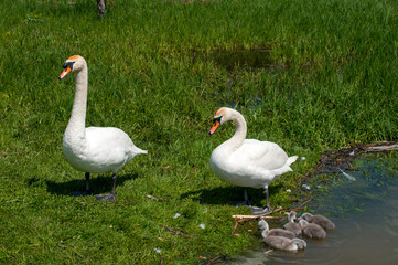 pair of swans with little swans
