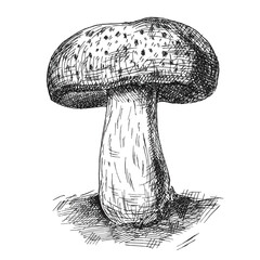 Mushroom portobello growing in wildlife. Vintage vector monochrome hatching illustration isolated