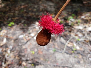 
Parkia discolor  (Spruce ex Benth) Fabaceae family on tree. On the banks of the Rio Negros,...