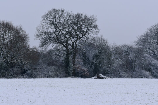 Winter landscape with trees in snow, Coventry, England