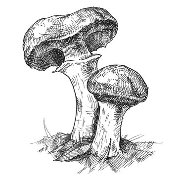 Mushroom suillus growing in wildlife. Vintage vector monochrome hatching illustration isolated
