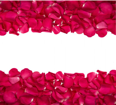 background and texture of bright red rose petals with a white background in the middle. copy space.
