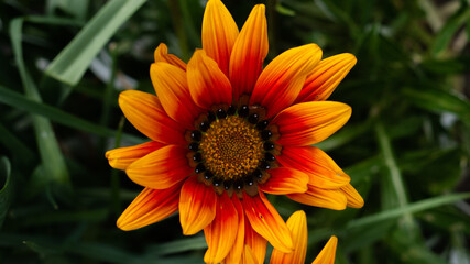 Beautiful Orange Flower