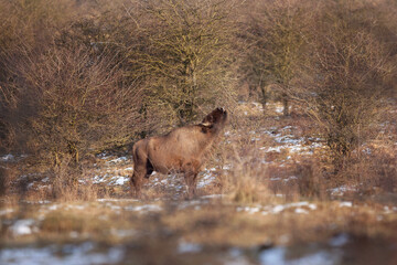 European bison during wintertime. Bison hides in the bushes. European wildlife. Bison moving in the bushes. 