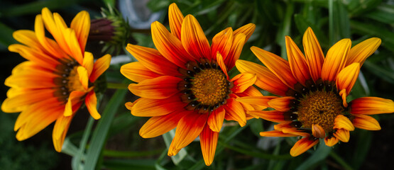 Beautiful Orange Flower