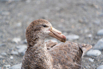 A Northern Giant Petrel keeps a watchful eye for weaklings to predate in South Georgia