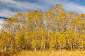 Sunny view with beautiful fall color along the Hope Valley in Lake Tahoe area