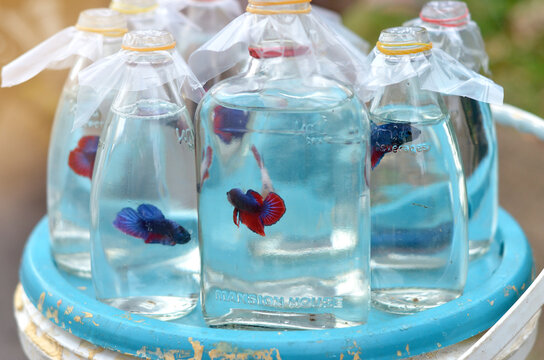 Ikan cupang or betta fish at the bottle