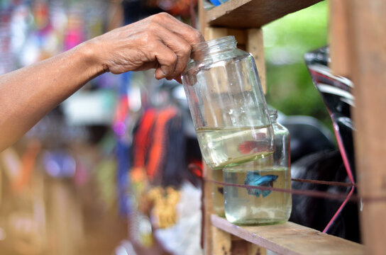 Ikan cupang or betta fish at the bottle