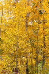 Sunny view with beautiful fall color along the Hope Valley in Lake Tahoe area