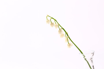 lilies of the valley on a white background. spring flowers