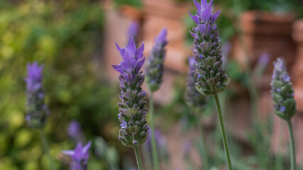  Beautiful Lavender