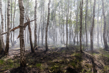 Waldbrand in Brandenburg