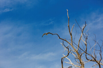 Close up shot of seagull flying in the sky