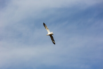 Close up shot of seagull flying in the sky