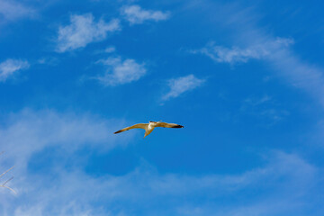 Close up shot of seagull flying in the sky