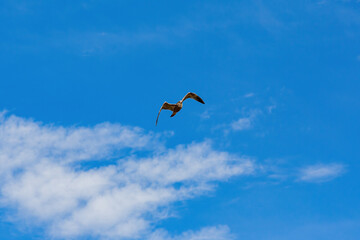 Close up shot of seagull flying in the sky