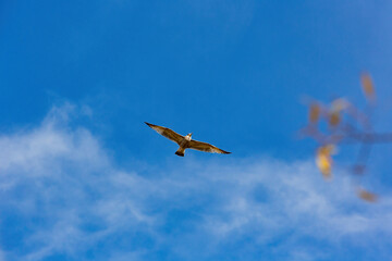 Close up shot of seagull flying in the sky