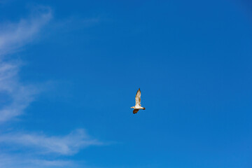 Close up shot of seagull flying in the sky