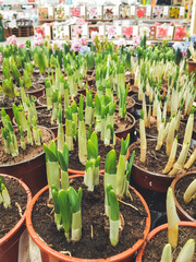 Obraz premium Seedlings of colorful hyacinths in pots. Spring sales in malls and flower shops. Blossoming plants for botanical lovers.