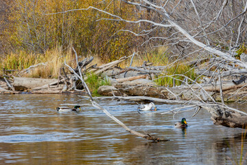 Close up shot of many sea birds