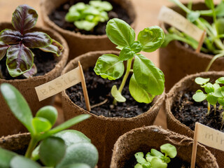 Basil seedlings in biodegradable pots on wooden table. Green plants in peat pots. Baby plants sowing in small pots. Agricultural seedlings of mint and rocket.
