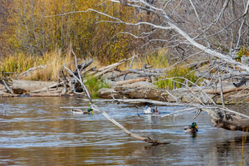 Close up shot of many sea birds