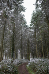 Snowy Woodland
