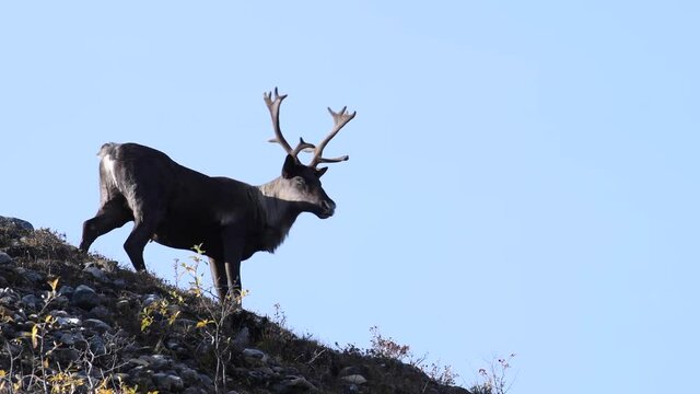 Mountain caribou in the wild