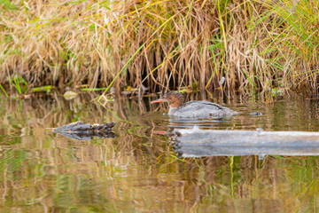 Close up shot of a beautiful Common merganser