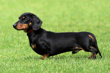 Dachshund, mini smooth haired