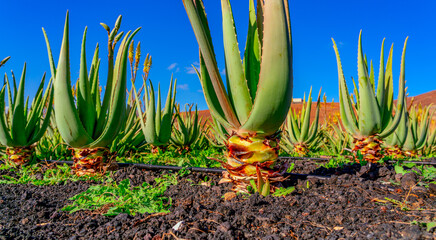 Aloe vera plant. Aloe vera plantation. Furteventura, Canary Islands, Spain