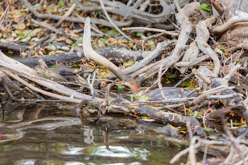 Close up shot of a beautiful Common merganser