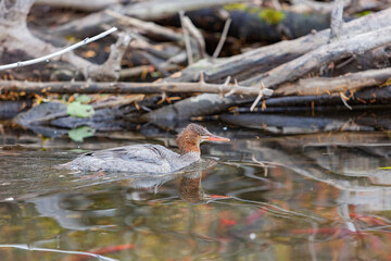 Close up shot of a beautiful Common merganser