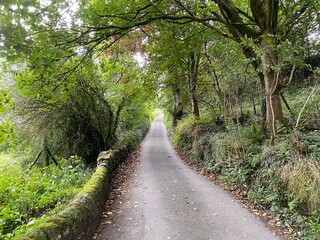 Kennel Lane, with moss covered dry stone walls, wild plants, and trees in, Ripponden, UK