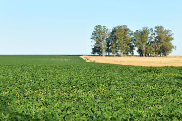 soya field