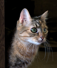 portrait of a tabby cat looking intently at something