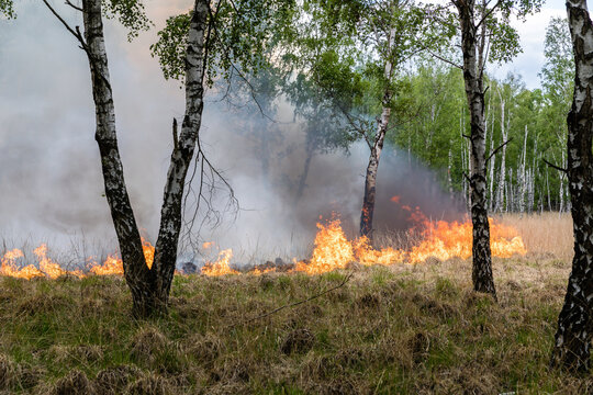 Waldbrand in Brandenburg