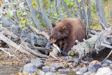Close up shot of a Bear hunting fish in Lake Tahoe