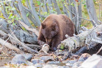 Close up shot of a Bear hunting fish in Lake Tahoe