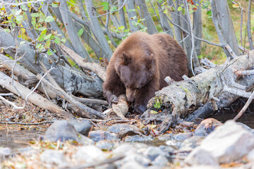 Close up shot of a Bear hunting fish in Lake Tahoe