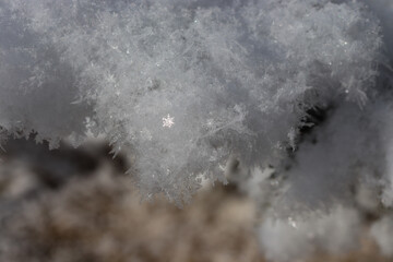 Rime ice covering a pine branch