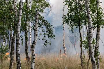 Obraz premium Waldbrand in Brandenburg