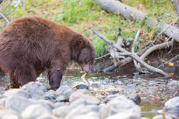 Close up shot of a Bear hunting fish in Lake Tahoe