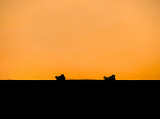 Schafe sitzen am Deich