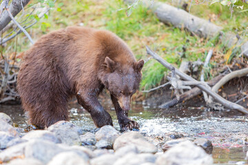 Close up shot of a Bear hunting fish in Lake Tahoe