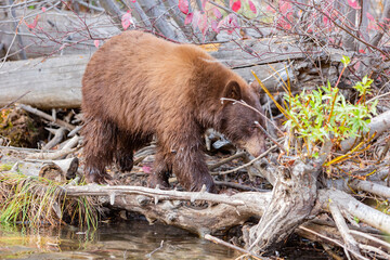 Close up shot of a Bear hunting fish in Lake Tahoe