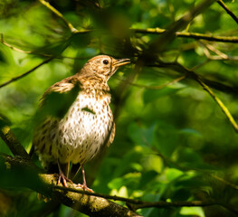 Amsel im Baum